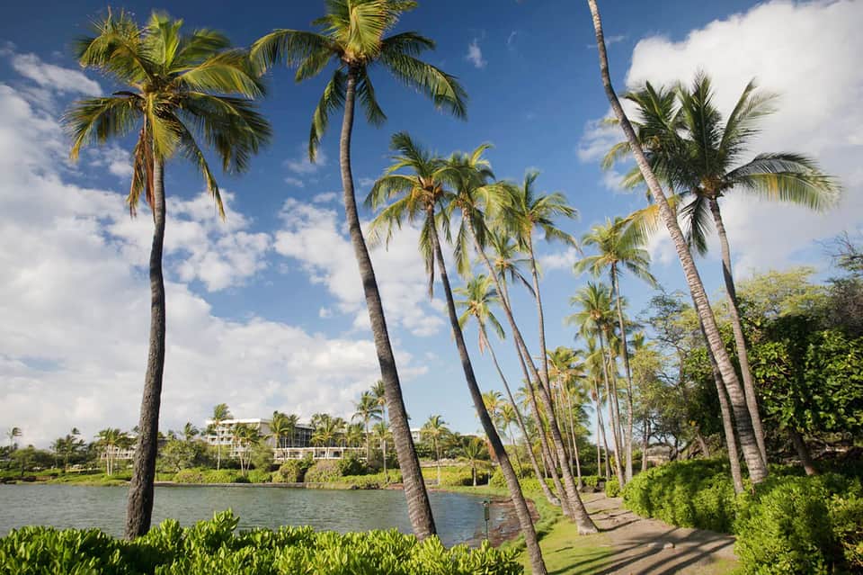 Palm tree-lined waterfront with manicured lawn and residential buildings