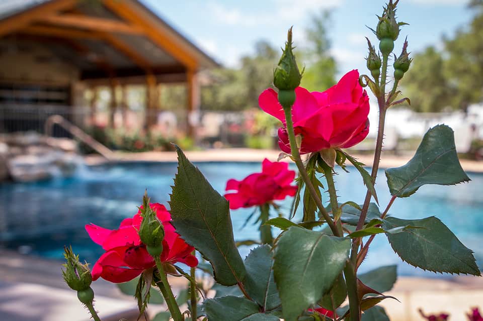 Bright pink flowers blooming with resort pool and cabana in soft focus background