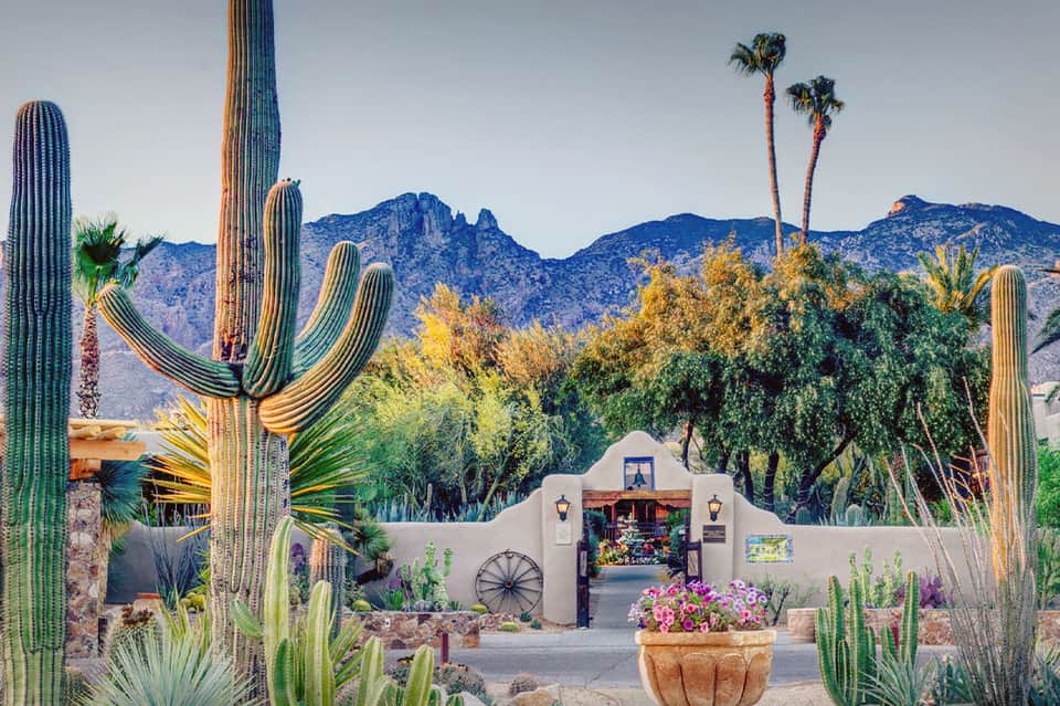 Desert resort entrance with saguaro cacti, flowering planters, and mountain backdrop