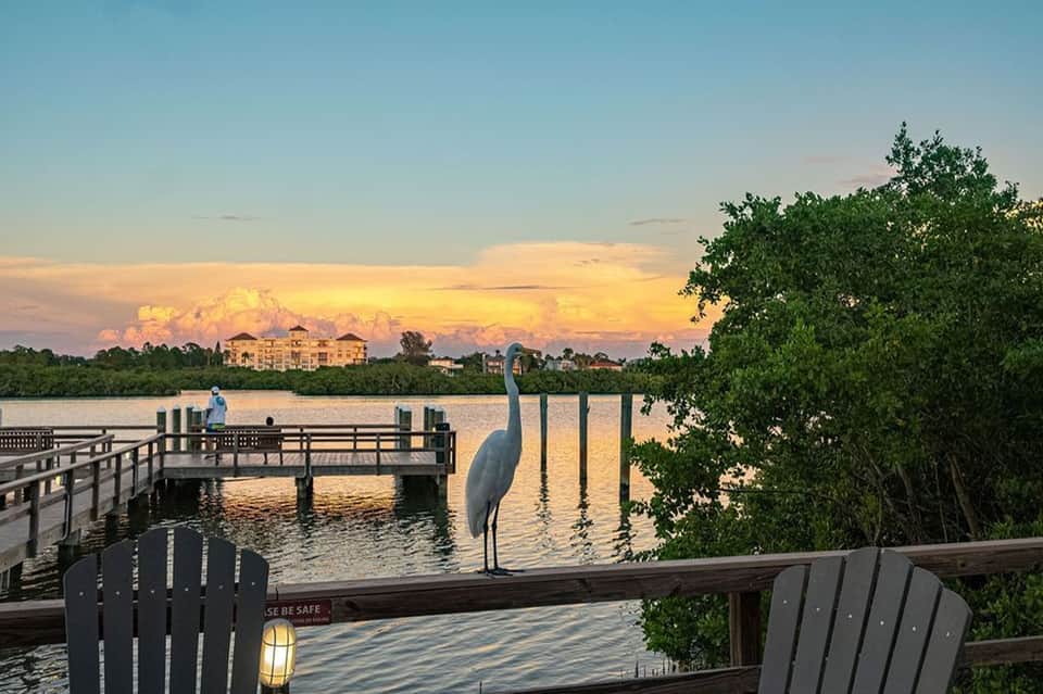Sunset view from wooden dock with blue heron, mangrove trees, and resort building across water