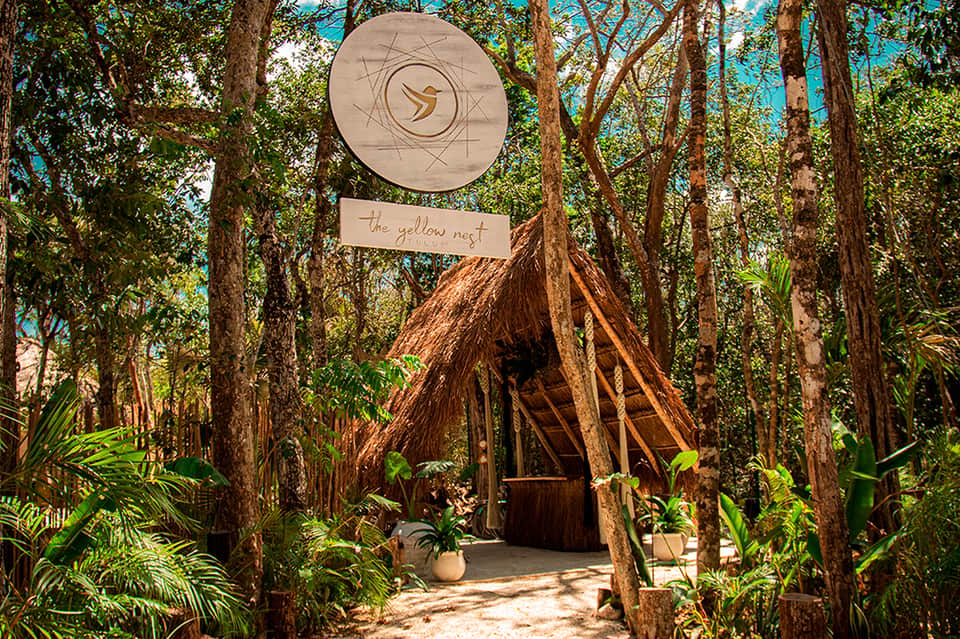 Rustic thatched-roof hut with wooden door nestled among tall trees in a tropical forest setting