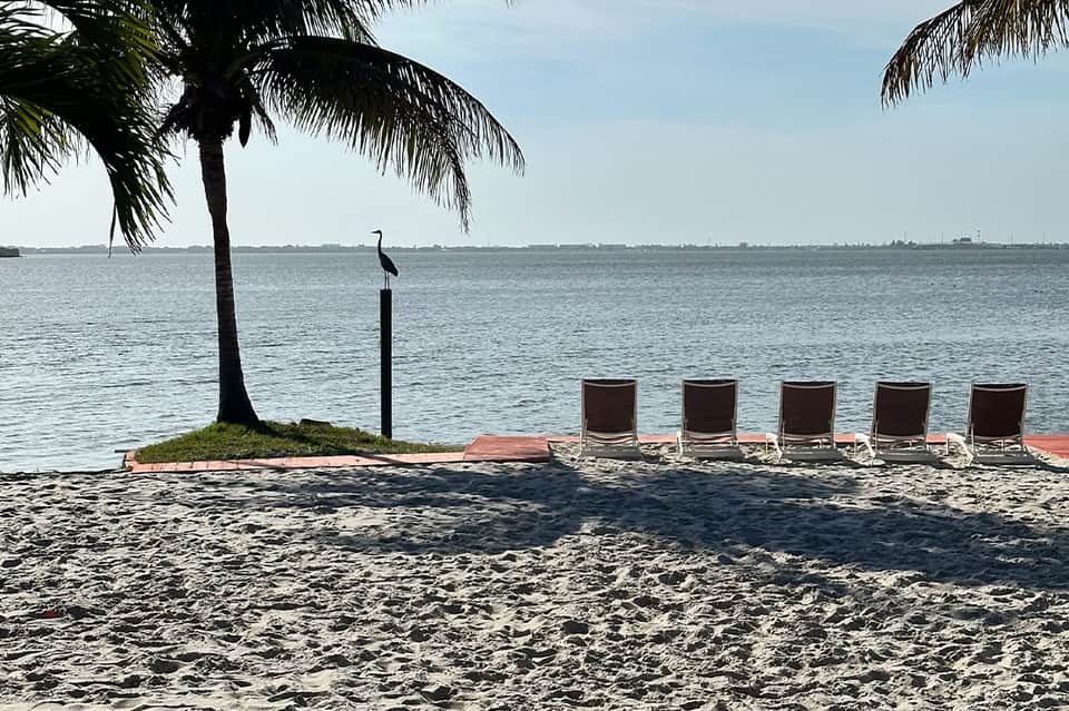 Beach lounge chairs lined up on sand beside palm tree and calm bay water under clear sky