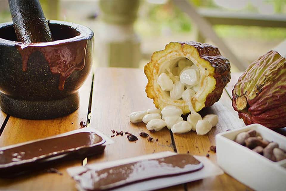 Close-up of cacao pods cut open displaying white cacao beans with mortar and pestle