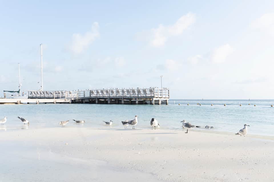 Sandy beach with seagulls wading in shallow water and a pier structure visible in the background