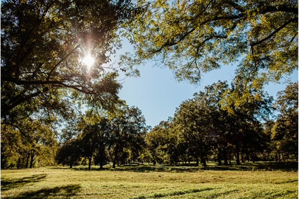 Sunny park with mature trees, open grassy field, and dappled sunlight filtering through canopy