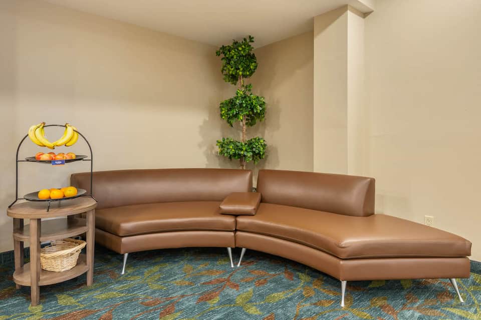 Modern lobby lounge with curved brown leather sofa and topiary plant