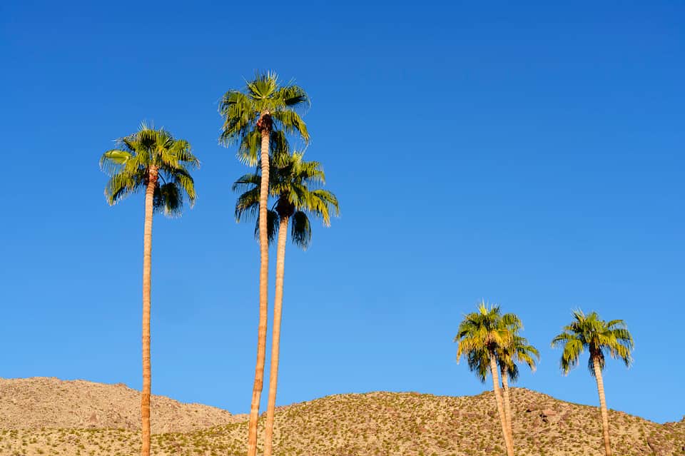 Tall palm trees against blue sky on a sandy hillside in a desert landscape