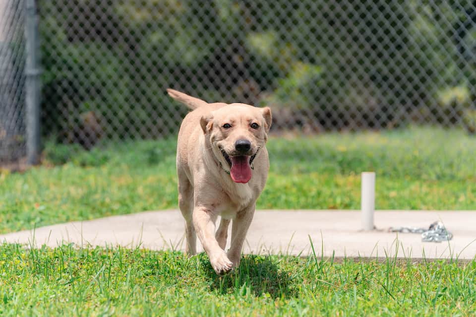 Yellow Labrador dog running happily through grassy yard with chain-link fence