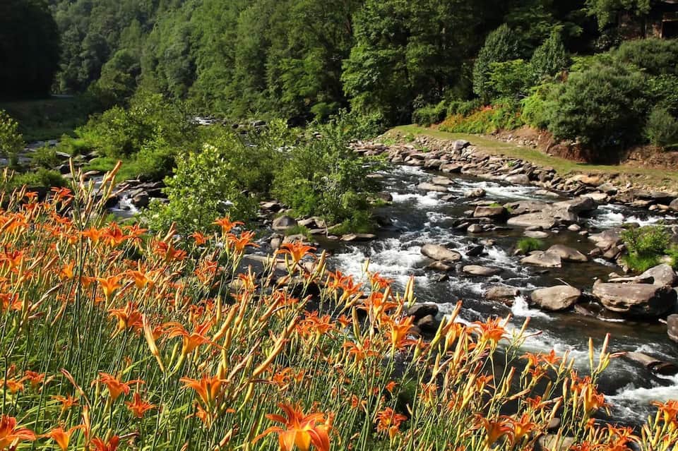 Scenic riverside landscape with orange lilies blooming along rocky stream surrounded by dense green forest