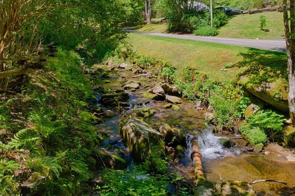 Forest stream with moss-covered rocks, fallen logs, and lush green vegetation on either side