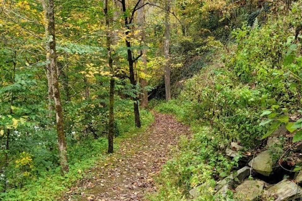 Forest hiking trail with dirt path surrounded by dense green trees and foliage