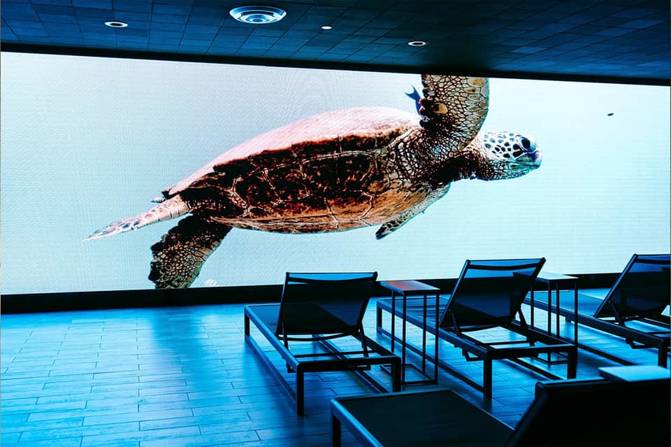 Aquatic center with large sea turtle display screen and blue lounge chairs