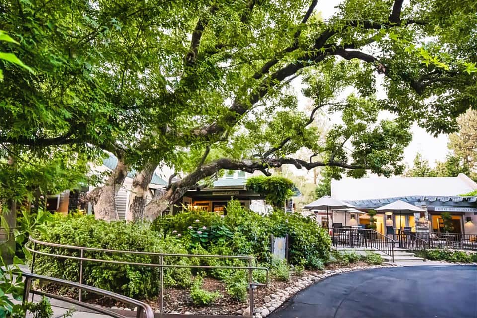 Winery or resort grounds featuring massive oak tree and modern building with outdoor seating area