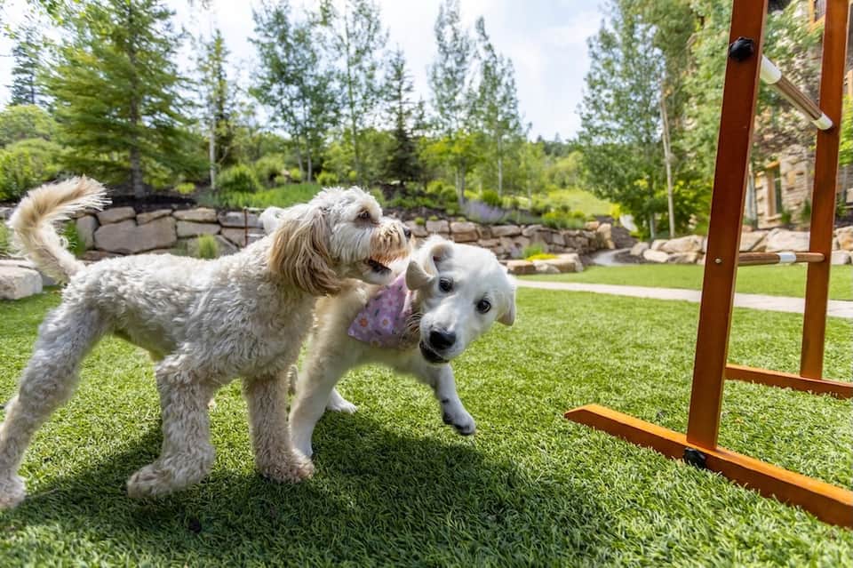Two dogs playing on green grass with stone wall and forest backdrop in bright outdoor setting