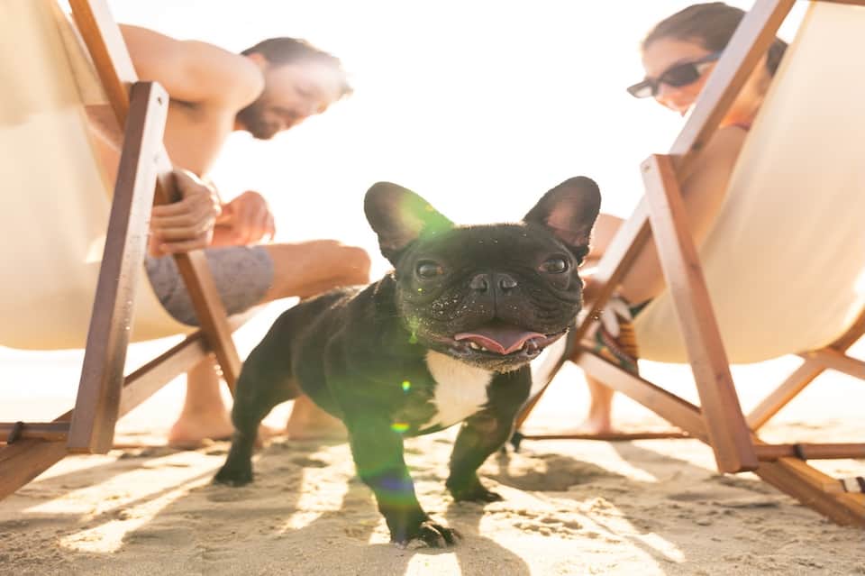 Black and white French Bulldog on sandy beach between lounge chairs