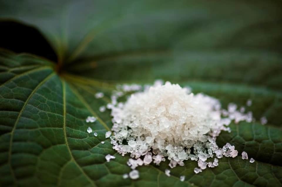 Sea salt crystals on green tropical plant leaf in close-up macro photography