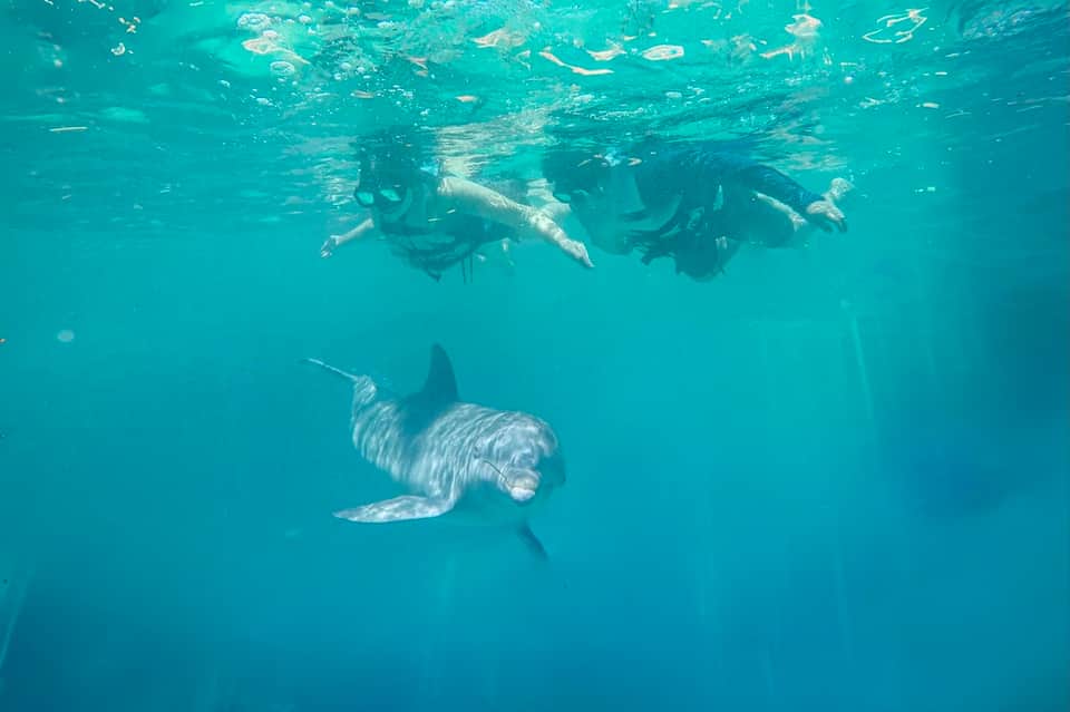Snorkelers swimming underwater with a dolphin in clear turquoise ocean water