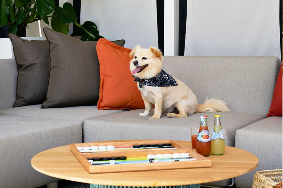 Small dog on gray sofa with colorful pillows next to wooden table with beverages