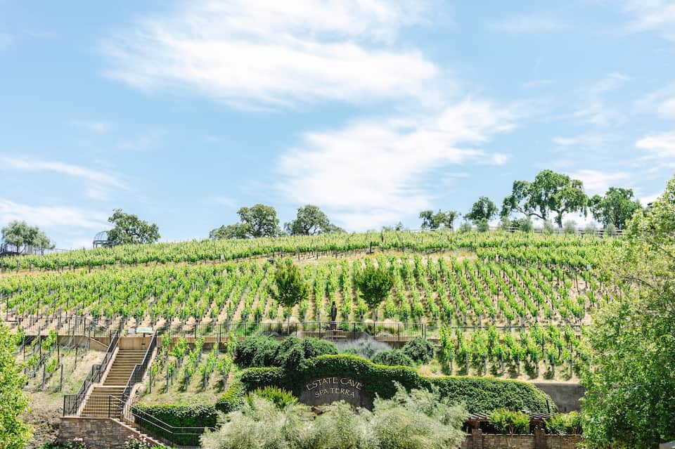 Scenic hillside vineyard with rolling rows of grapevines, scattered oak trees, and stone estate entrance
