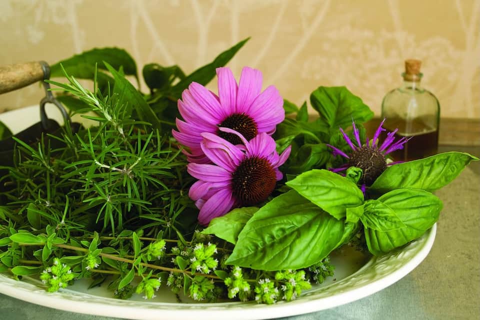 Fresh herbs and purple flowers arranged on white plate with glass bottle, spa wellness aesthetic