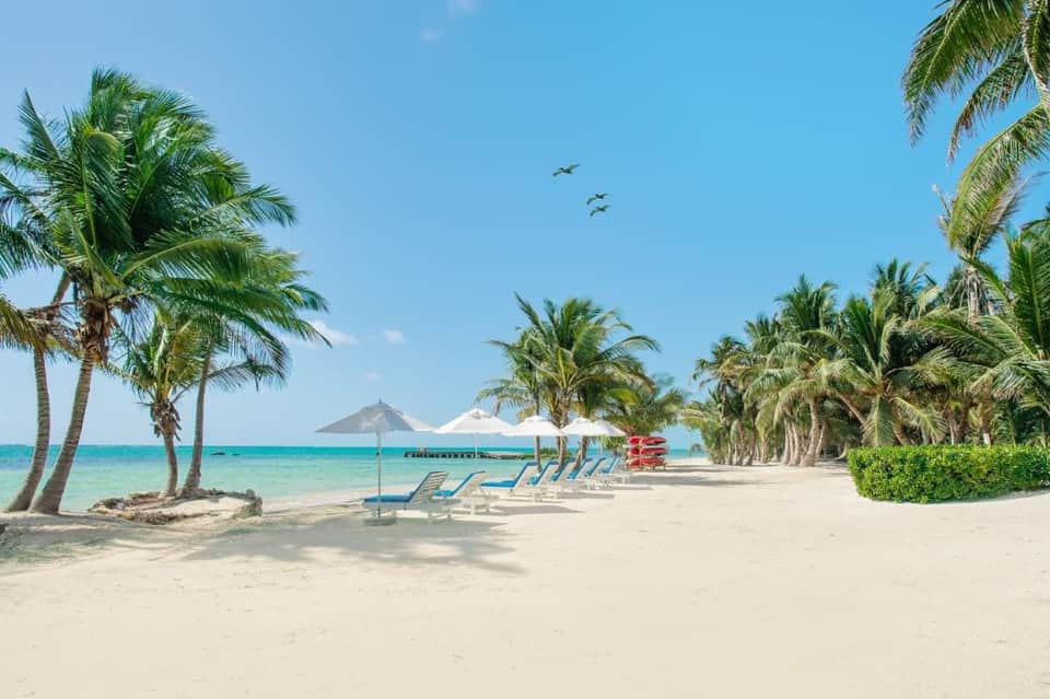 Sandy beach with palm trees, lounge chairs, umbrellas, and calm turquoise ocean water