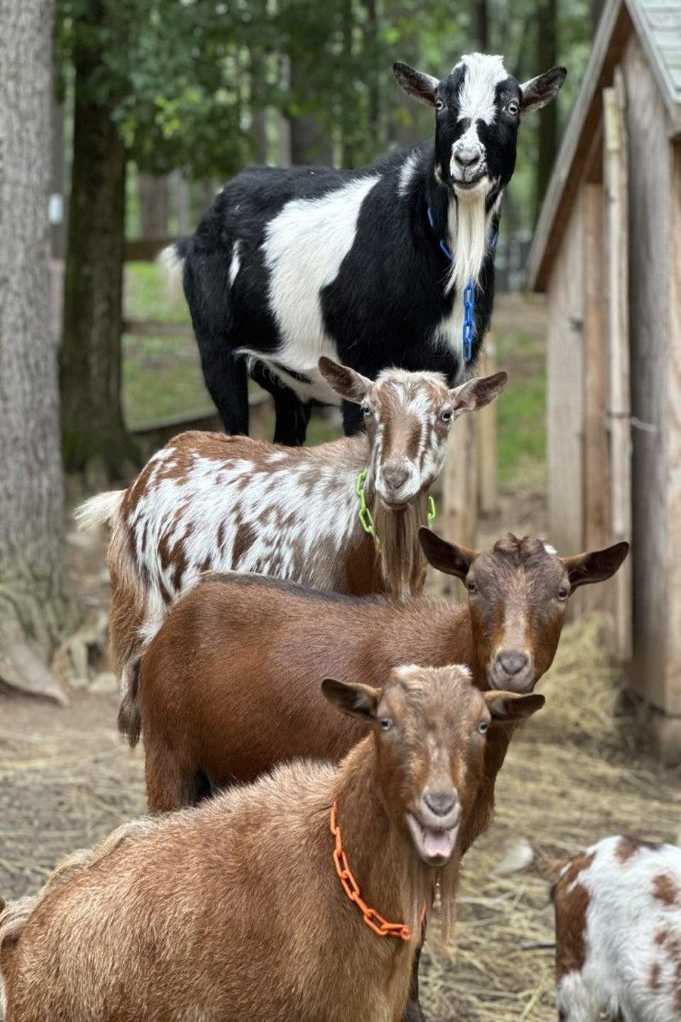 Four goats of varying colors standing in a row in a fenced outdoor pen surrounded by trees.