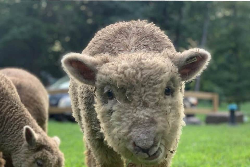 Close-up of white alpaca's face looking at camera with green grass background