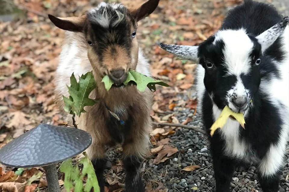 Two goats eating leaves together on ground with gravel and mushroom visible