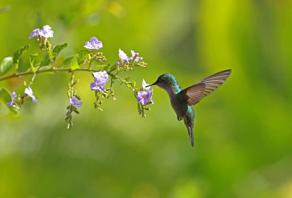 Hummingbird with iridescent green and purple plumage hovering near purple flowers