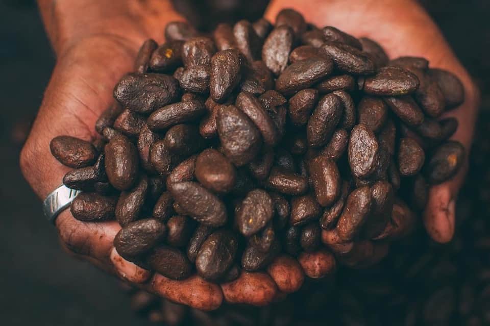 Hands holding a handful of roasted cacao beans, showing the raw ingredient used in chocolate production