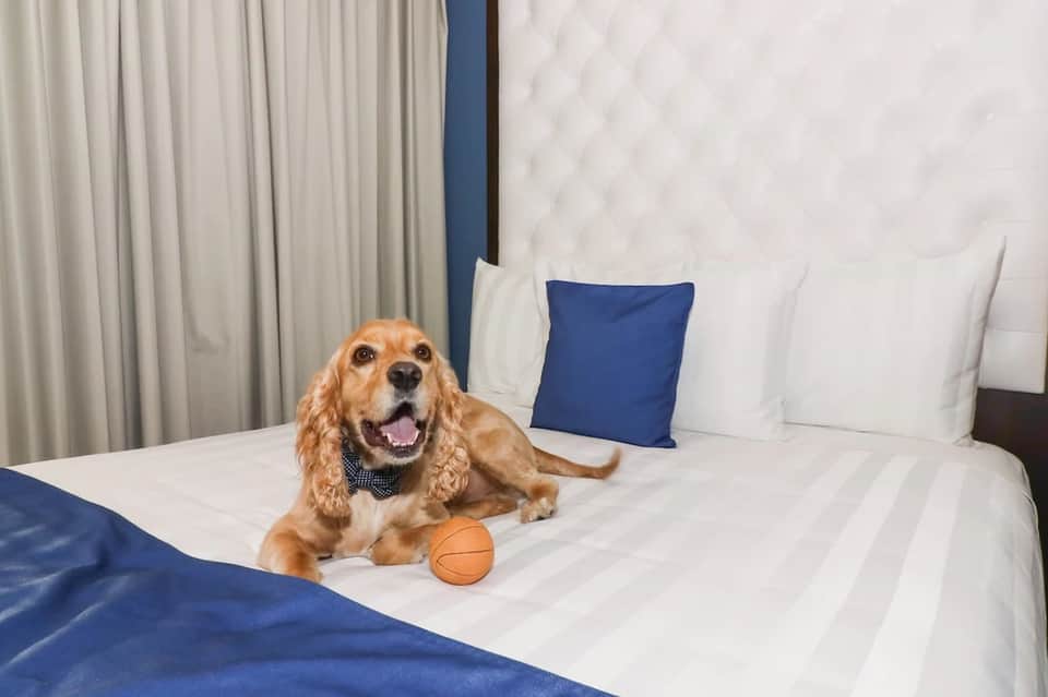 Happy golden retriever on hotel bed with blue and white linens and white pillows