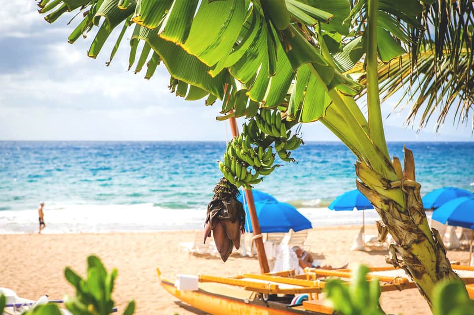 Tropical beach scene with banana plants, blue umbrellas, yellow kayaks, and turquoise ocean water