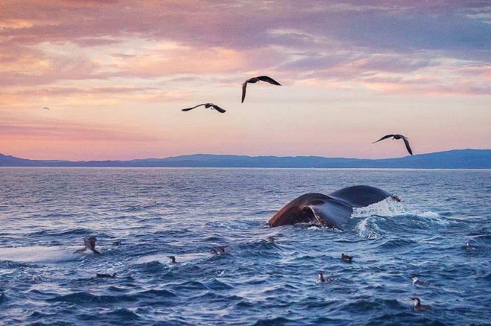Whales breaching in ocean at sunset with seabirds flying overhead and mountains in background