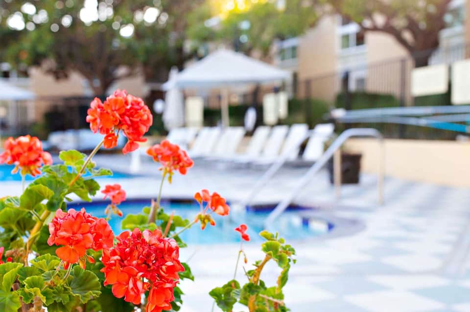 Bright red geranium flowers in focus with blurred pool, lounge chairs, and resort buildings