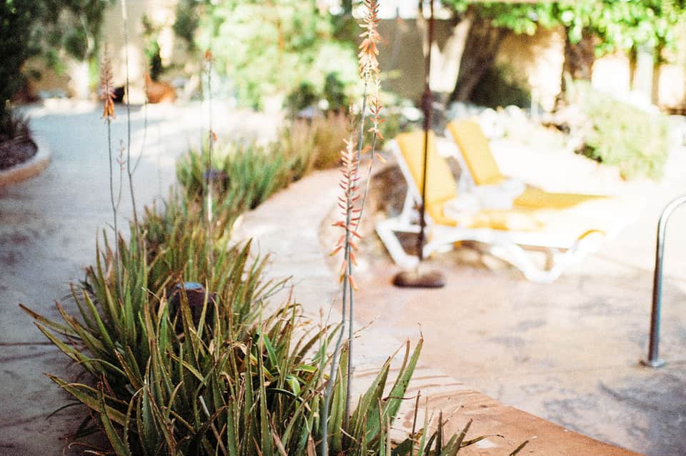 Desert landscape with yellow lounge chairs, desert plants, and architectural elements in soft focus