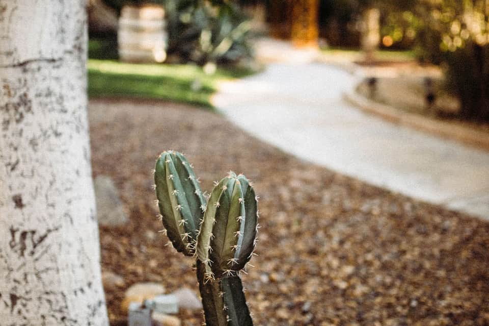 Desert cactus plant in landscaped garden pathway