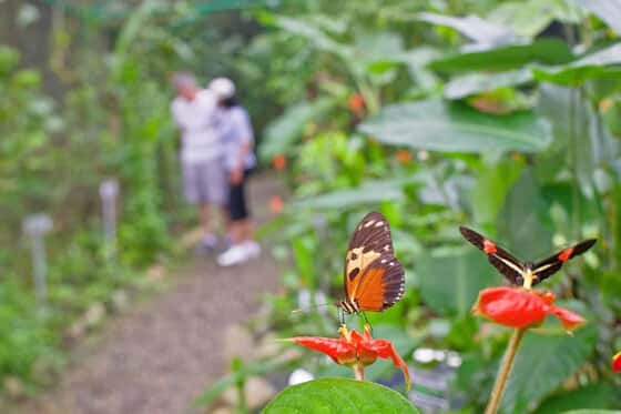 Gamboa Rainforest Resort