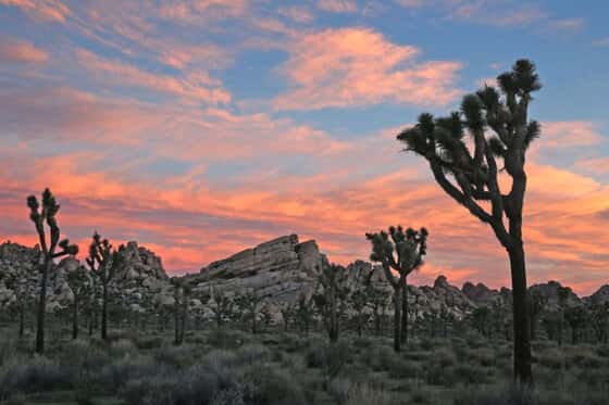 AutoCamp Joshua Tree