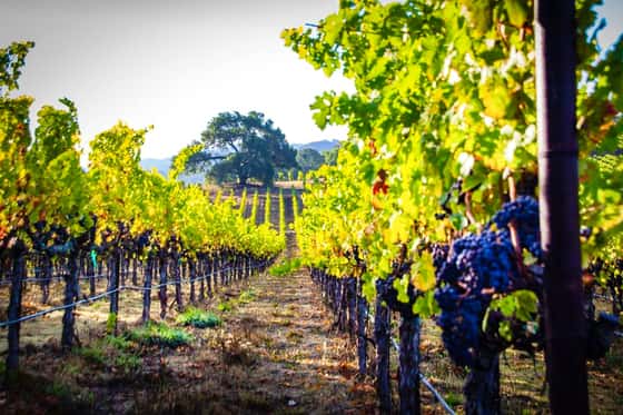 Hyatt Regency Sonoma Wine Country