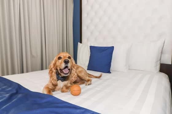 Medano Hotel and Spa