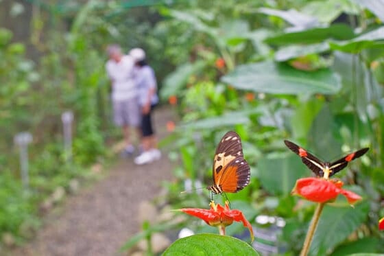 Gamboa Rainforest Resort