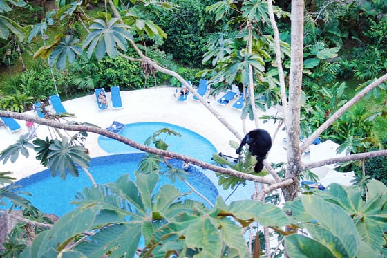 Cariblue Beach and Jungle Resort