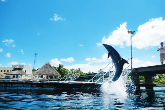 Dolphin Discovery Cozumel at Chankanaab Park