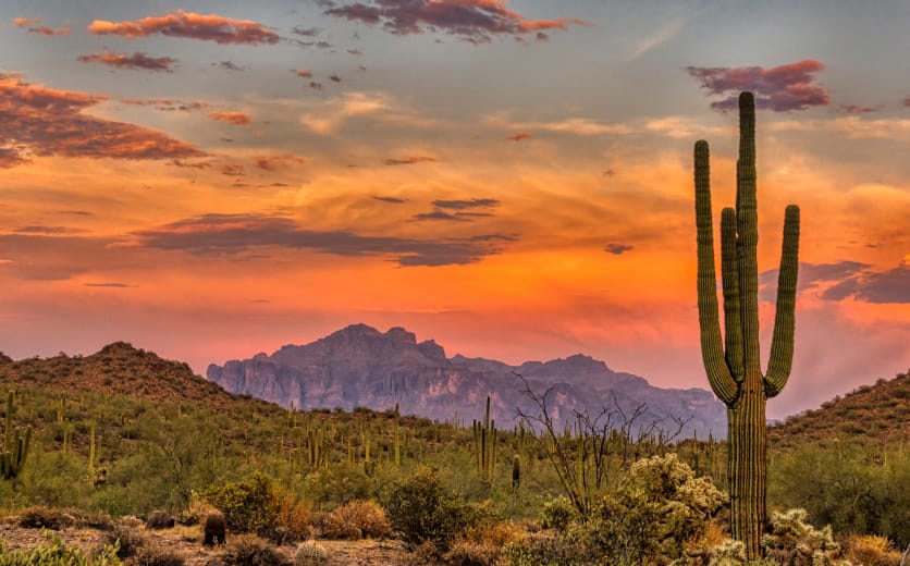 Iconic cactus with red sky sunset over the desert in the background in Phoenix, AZ