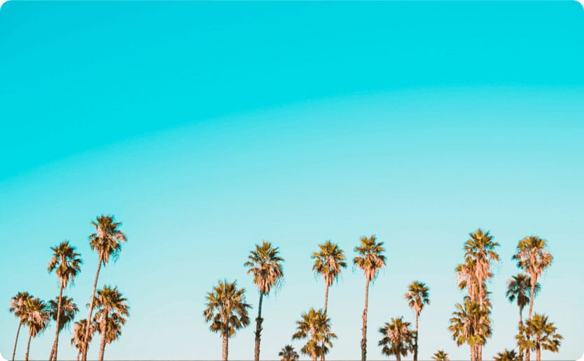 Palm trees and blue sky in California