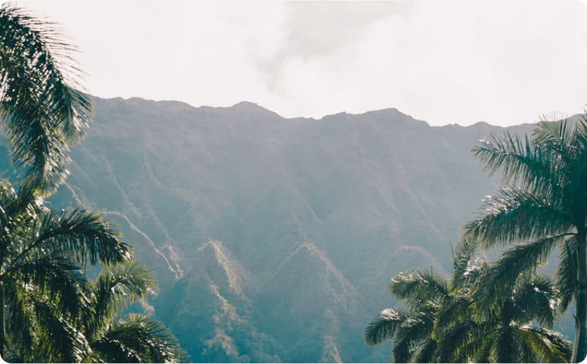 Palm trees with view of mountains in the background in Hawaii