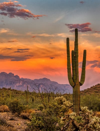 Iconic cactus with red sky sunset over the desert in the background in Phoenix, AZ
