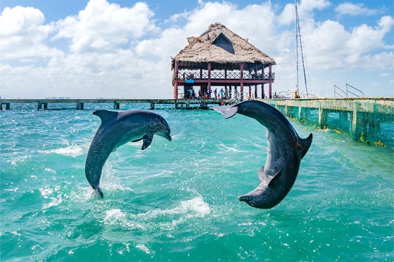dolphin-discovery-isla-mujeres-pool-spa-day-pass-isla-mujeres